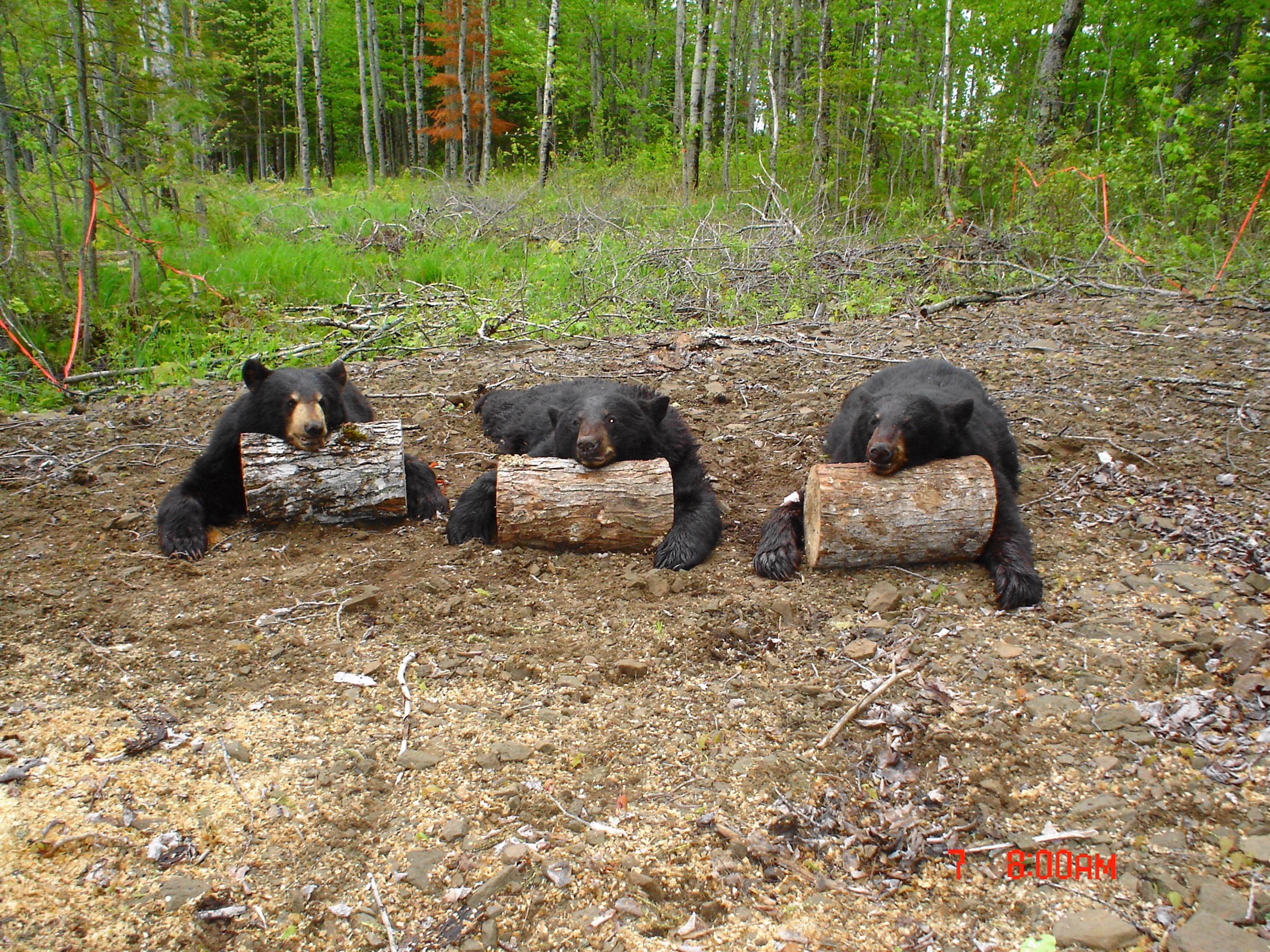 Black bears photographed at a bait site in the Maine woods