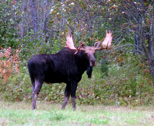 Bull moose standing near the woods